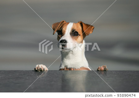 Closeup portrait of cute puppy of Jack Russell Terrier dog isolated over gray natural background. Concept of love, care, animal life, vet, health, ad. Closeup portrait of cute puppy of Jack Russell Terrier dog isolated over gray natural background. Concept of love, care, animal life, vet, health, ad. 93890474