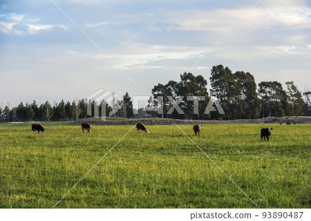 Steers fed on natural grass, Buenos Aires Province, Argentina Steers fed on natural grass, Buenos Aires Province, Argentina 93890487