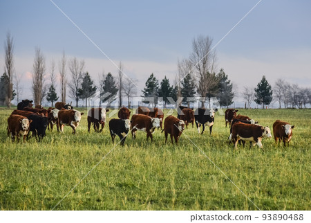 Steers fed on natural grass, Buenos Aires Province, Argentina 93890488