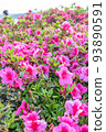 A flowering azaleas flower 93890591