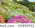 Azalea flower garden blooming on the surface of the mountain 93890592