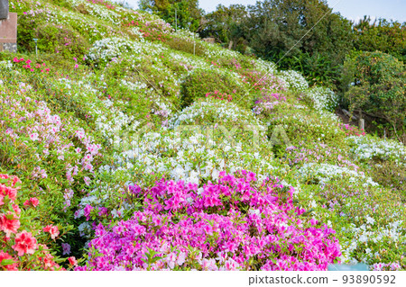 開花在山的表面的杜鵑花花園 開花在山的表面的杜鵑花花園 93890592