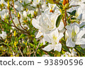 Azalea flower illuminated by the sun 93890596