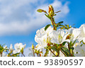 Blue sky and azalea flowers 93890597