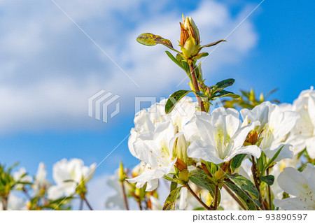 藍天和杜鵑花花 藍天和杜鵑花花 93890597
