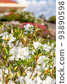 white azalea flower field 93890598