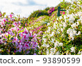 Colorful azalea flower field 93890599