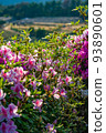 Pink azalea flowers blooming in the countryside 93890601
