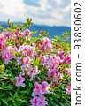 Fresh pink azalea flower 93890602