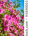 Dark pink azalea flower field 93890603