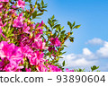 Blue sky and dark pink azaleas 93890604