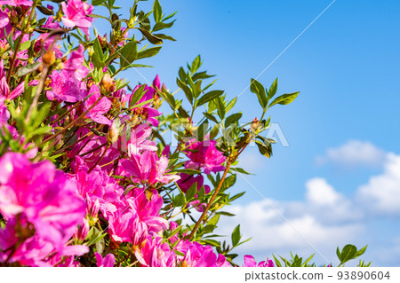 Blue sky and dark pink azaleas Blue sky and dark pink azaleas 93890604