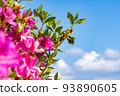 Blue sky and dark pink azaleas 93890605
