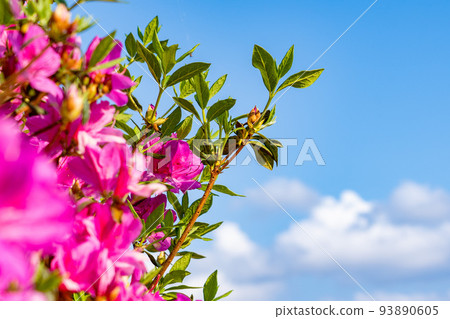 藍天和深粉色杜鵑花 藍天和深粉色杜鵑花 93890605
