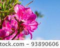Blue sky and dark pink azaleas 93890606