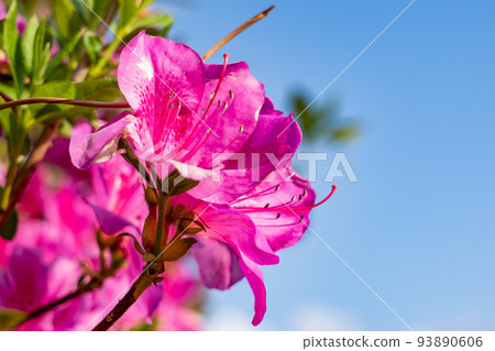 藍天和深粉色杜鵑花 藍天和深粉色杜鵑花 93890606