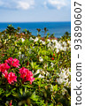 Azalea flowers blooming on a hill overlooking the sea 93890607