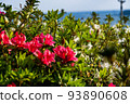 Azalea flowers blooming on a hill overlooking the sea 93890608