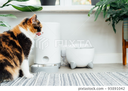 Pleased, just fed multicolor cat lying near smart feeder gadget with water fountain and dry food dispenser in cozy home interior. Home life with pet. Healthy pet food diet concept. Selective focus. Pleased, just fed multicolor cat lying near smart feeder gadget with water fountain and dry food dispenser in cozy home interior. Home life with pet. Healthy pet food diet concept. Selective focus. 93891042