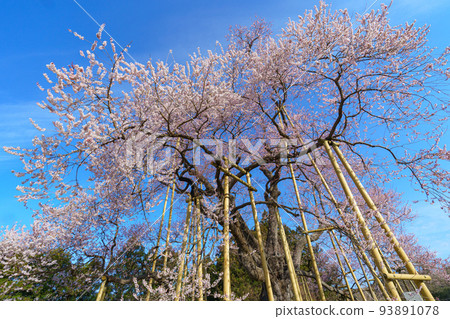Totsube Cherry Blossoms Fukushima Spring (March) Cherry Blossom Spots Totsube Cherry Blossoms Fukushima Spring (March) Cherry Blossom Spots 93891078
