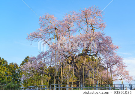 Totsube Cherry Blossoms Fukushima Spring (3月) Cherry Blossom Spots Totsube Cherry Blossoms Fukushima Spring (3月) Cherry Blossom Spots 93891085