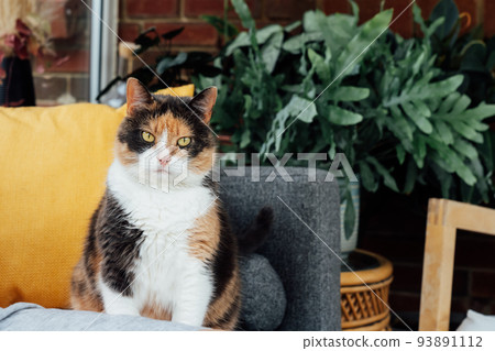 Portrait of pleased but serious, well-fed, lazy multicolor cat sitting on the couch and having a rest at home. Funny fluffy cat in cozy home atmosphere. Selective focus, copy space Portrait of pleased but serious, well-fed, lazy multicolor cat sitting on the couch and having a rest at home. Funny fluffy cat in cozy home atmosphere. Selective focus, copy space 93891112
