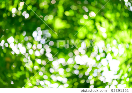 abstract stunning green leaf texture, tropical leaf foliage nature green background 93891361