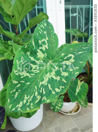 Colocasia Esculenta Hilo Beauty,Colocasia or Esculenta Hilo or Colocasia bicolor 93891650
