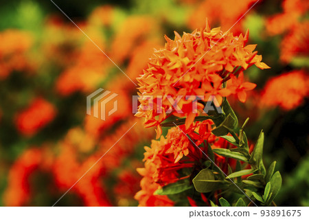 red  ixora flowers petal. Ixora coccinea in the garden. Selective focus 93891675