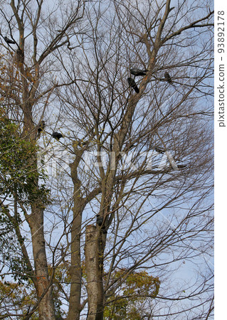 World Heritage Honrikyu Nijo Castle Many crows World Heritage Honrikyu Nijo Castle Many crows 93892178