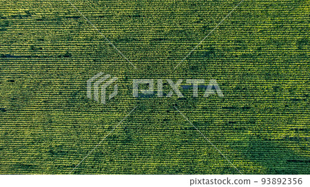 Corn field of green corn stalks and tassels, aerial drone photo above corn plants Corn field of green corn stalks and tassels, aerial drone photo above corn plants 93892356