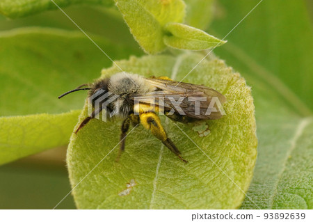 Closeup on a female grey-backed mining bee, Andrena vaga sitting on a green Salix caprea leaf 93892639