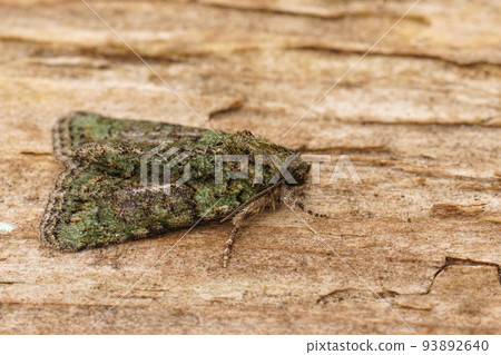 Closeup on a mediterranean Tree-lichen Beauty moth, Cryphia algae sitting on wood 93892640