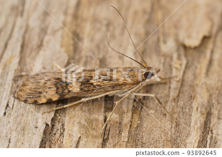 Closeup on a Mediterranean brown Rush veneer moth, Nomophila noctuella sitting on wood Closeup on a Mediterranean brown Rush veneer moth, Nomophila noctuella sitting on wood 93892645