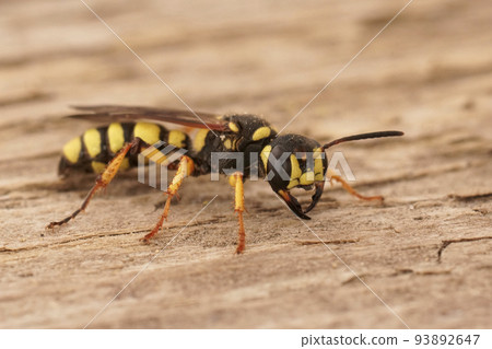 Closeup on a yellow black crabronid wasp, Cerceris arenaria sitting on wood 93892647
