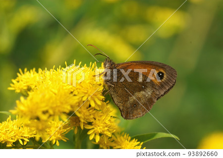 Closeup on an orange Gatekeeper butterfly, Pyronia tithonus on a yellow Solidago virgaurea flower 93892660