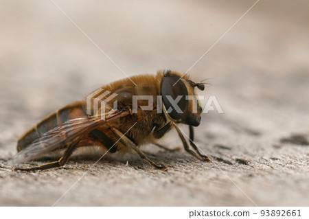 Closeup on a common drone fly, Eristalis tenax sitting on wood in the garden 93892661