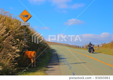 一頭牛橫穿在警告牛和馬的警告標誌附近 一頭牛橫穿在警告牛和馬的警告標誌附近 93893061