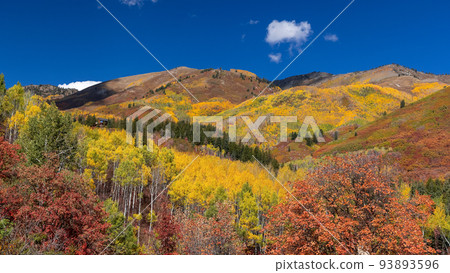 Fall foliage on mountain top in Utah. 93893596