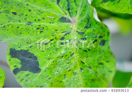 Colocasia Mojito , mohito or Colocasia esculenta Mojito or elephant ears plant or bicolor colocasia or black and green leaf or Colocasia and rain drop Colocasia Mojito , mohito or Colocasia esculenta Mojito or elephant ears plant or bicolor colocasia or black and green leaf or Colocasia and rain drop 93893613