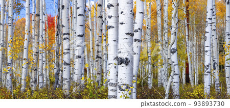 Aspen forest in autumn time in Utah 93893730