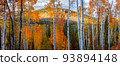 Tall Aspen trees at Uinta Wasatch Cache national forest in Utah. 93894148
