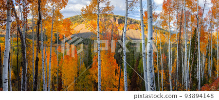 Tall Aspen trees at Uinta Wasatch Cache national forest in Utah. 93894148