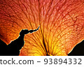 Close up shot of backlit dry Rose petal. 93894332