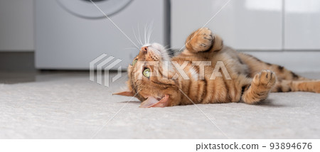 The domestic cat lies on the carpet in the room. The domestic cat lies on the carpet in the room. 93894676