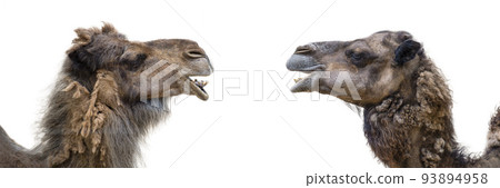 Two smiling camels on a white background. Camel head close up, side view. The camel opened its mouth and showed its teeth 93894958