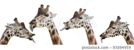 Giraffe shows a long tongue. Funny giraffe isolated on white background. Close-up of a giraffe's head with its tongue hanging out. Giraffe shows a long tongue. Funny giraffe isolated on white background. Close-up of a giraffe's head with its tongue hanging out. 93894959