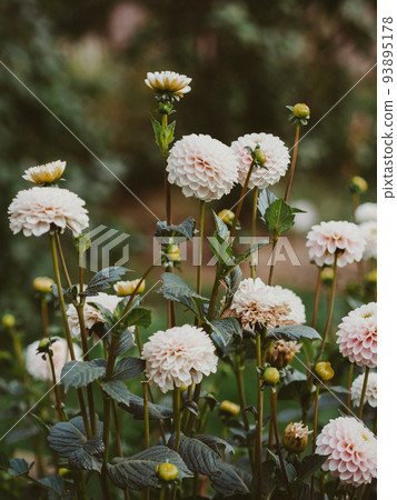 Blooming white dahlia flowers in the garden. Blooming white dahlia flowers in the garden. 93895178