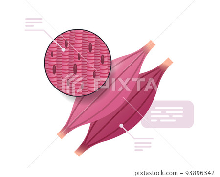 detailed explanation muscle structure human internal organ anatomy healthcare medicine concept horizontal 93896342