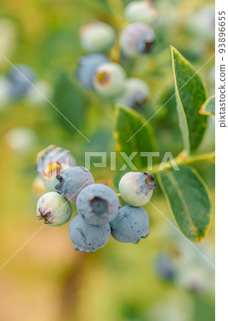Fresh organic blueberrieson the bush against nature green background. Gardening concept. Fresh organic blueberrieson the bush against nature green background. Gardening concept. 93896655
